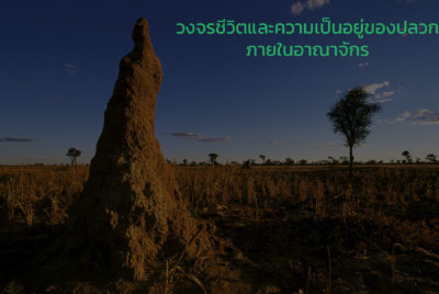 mound-building termites