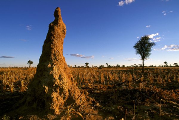 mound-building termites