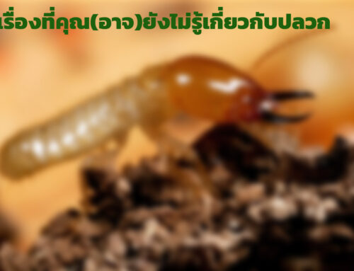 5 เรื่องที่คุณ(อาจ)ไม่รู้เกี่ยวกับปลวก